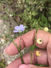 Linum pratense