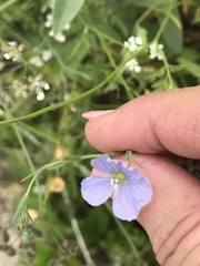 Linum pratense