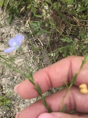 Linum pratense