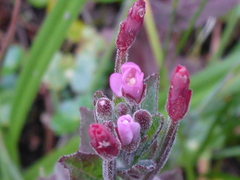 Epilobium ciliatum watsonii