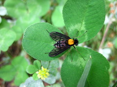 Chrysopilus thoracicus