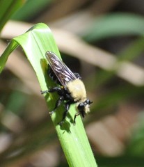 Laphria virginica
