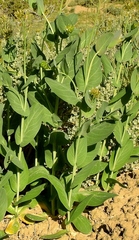 Conringia orientalis