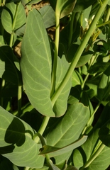 Conringia orientalis