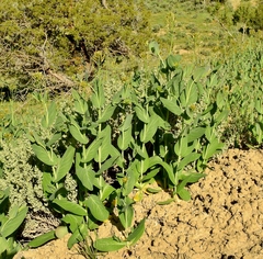 Conringia orientalis