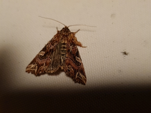 Callopistria juventina