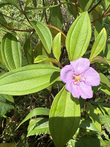 Melastoma malabathricum observed 2024-07-20