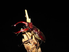 Lucanus elaphus