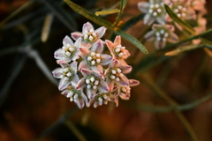 Funastrum heterophyllum