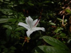 Rhododendron arborescens