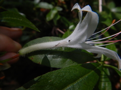 Rhododendron arborescens