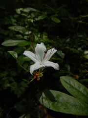 Rhododendron arborescens