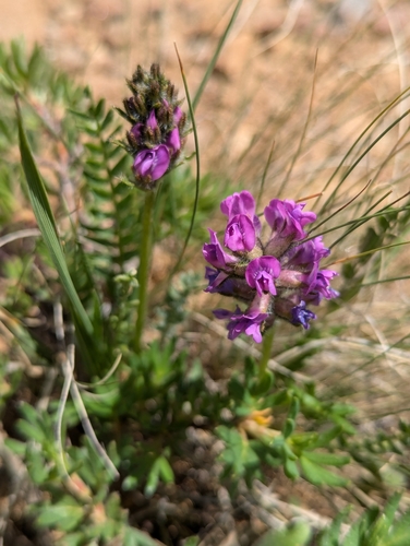 Image of Oxytropis borealis by (c) My-Lan Le, some rights reserved (CC BY)