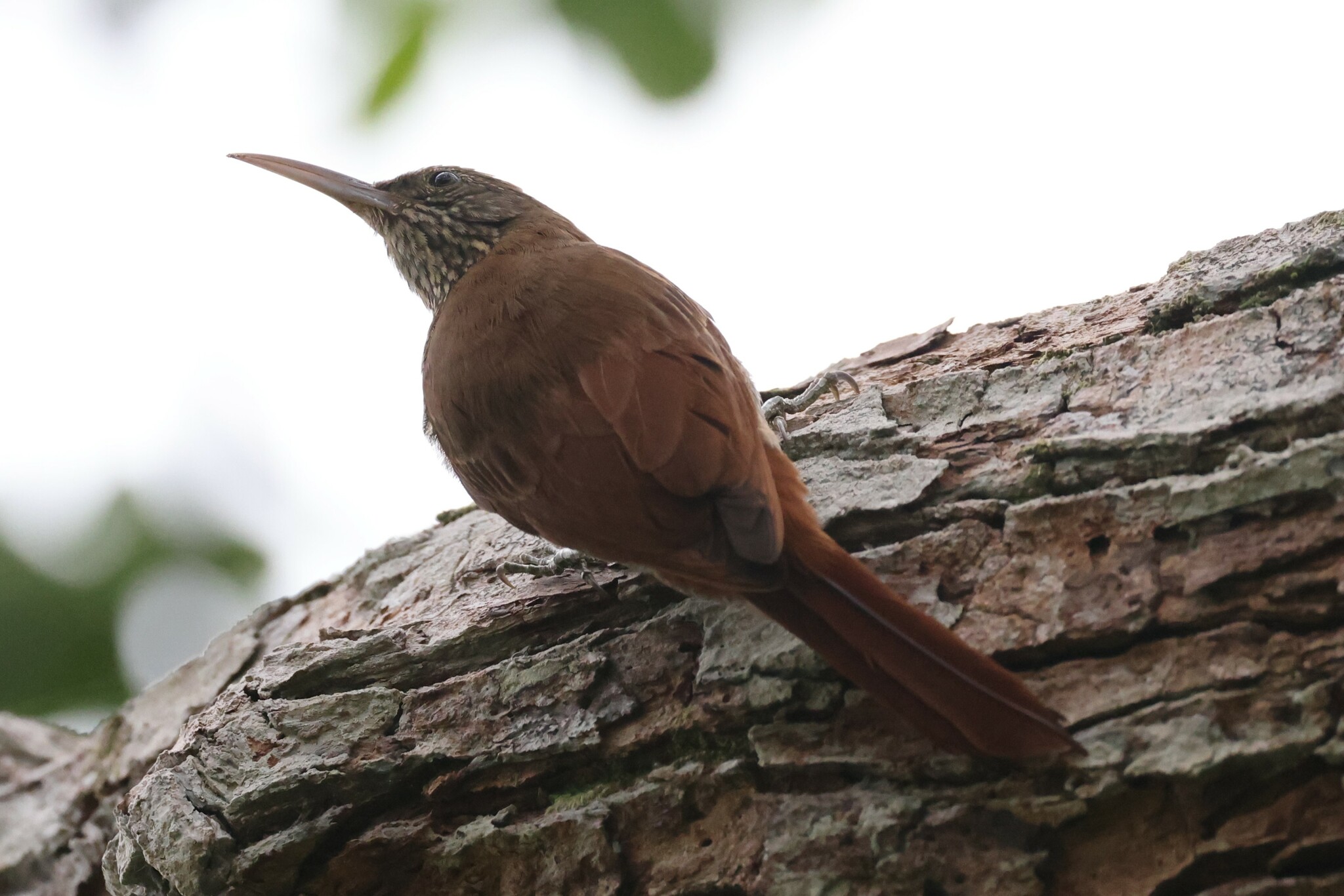 Duida Woodcreeper (Lepidocolaptes duidae), photo 6