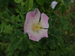 Rosa canina