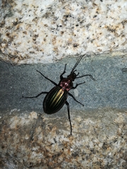 Carabus lineatus