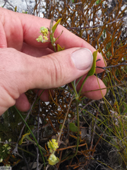 Centella difformis