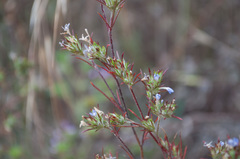 Eriastrum filifolium