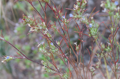 Eriastrum filifolium