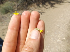 Lessingia glandulifera