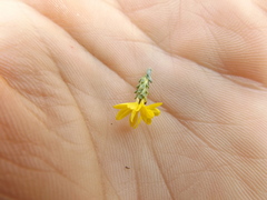 Lessingia glandulifera