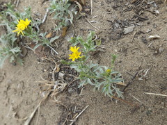 Lessingia glandulifera