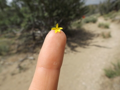 Lessingia glandulifera