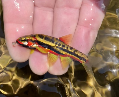 Mountain redbelly dace (Chrosomus oreas) — Cyprinidae — 2