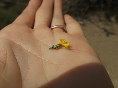 Lessingia glandulifera