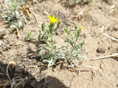 Lessingia glandulifera
