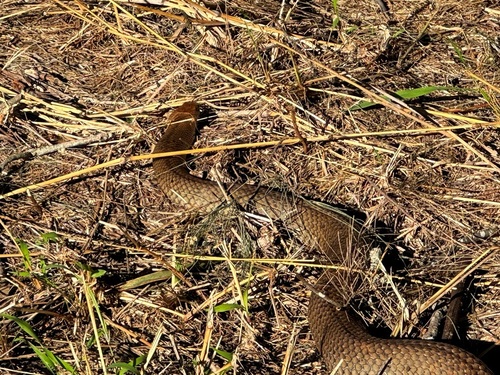 Eastern Brown Snake sighting