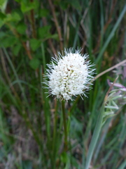 Bistorta bistortoides