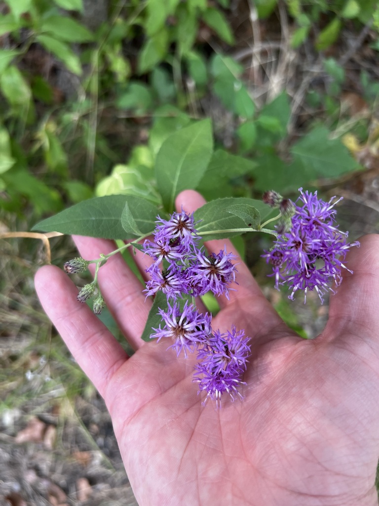 Western Ironweed from Cedar Hill State Park, Cedar Hill, TX, US on July ...