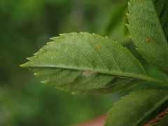 Rosa canina