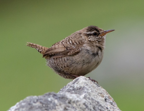 St Kilda Wren