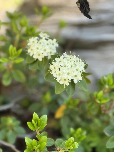 Image of Rhododendron neoglandulosum by (c) Whitney Brook Matson, some rights reserved (CC BY)