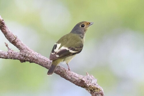 Wing-barred Piprites (Piprites chloris), photo 2