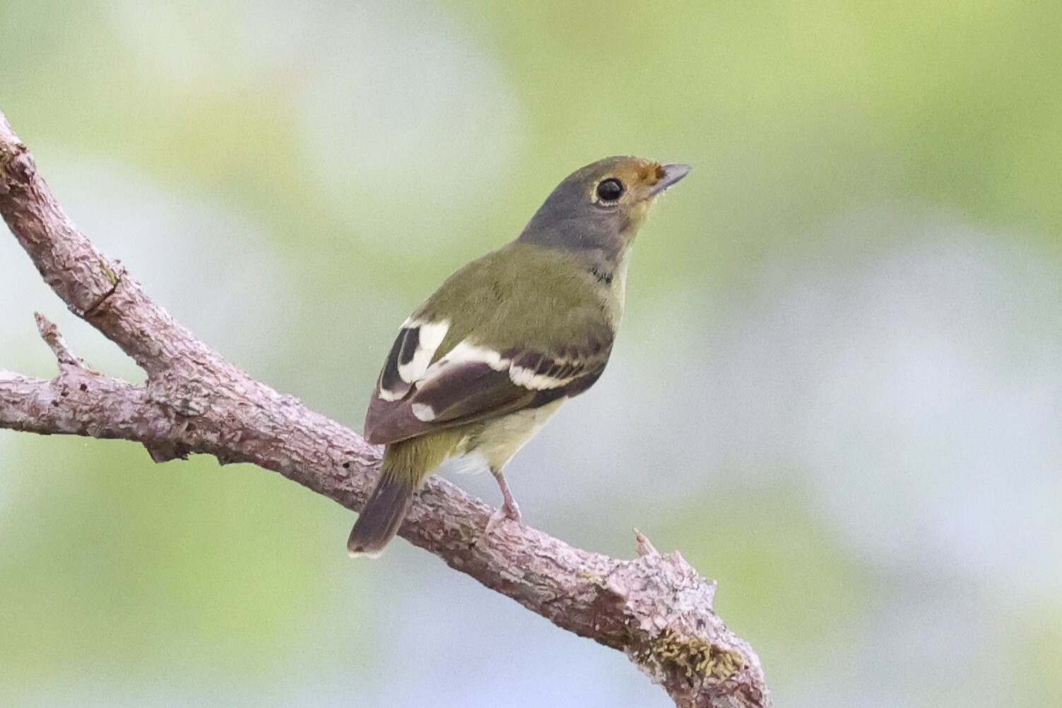 Wing-barred Piprites (Piprites chloris), photo 2