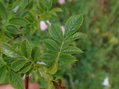 Rosa canina