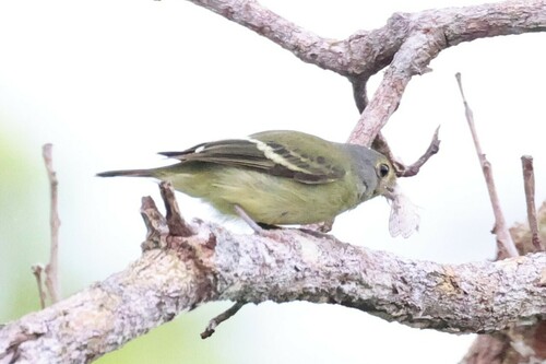 Wing-barred Piprites (Piprites chloris), photo 3