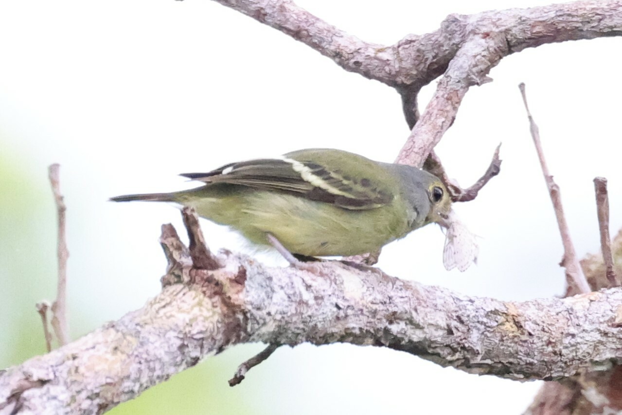 Wing-barred Piprites (Piprites chloris), photo 3