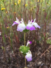 Acanthomintha ilicifolia