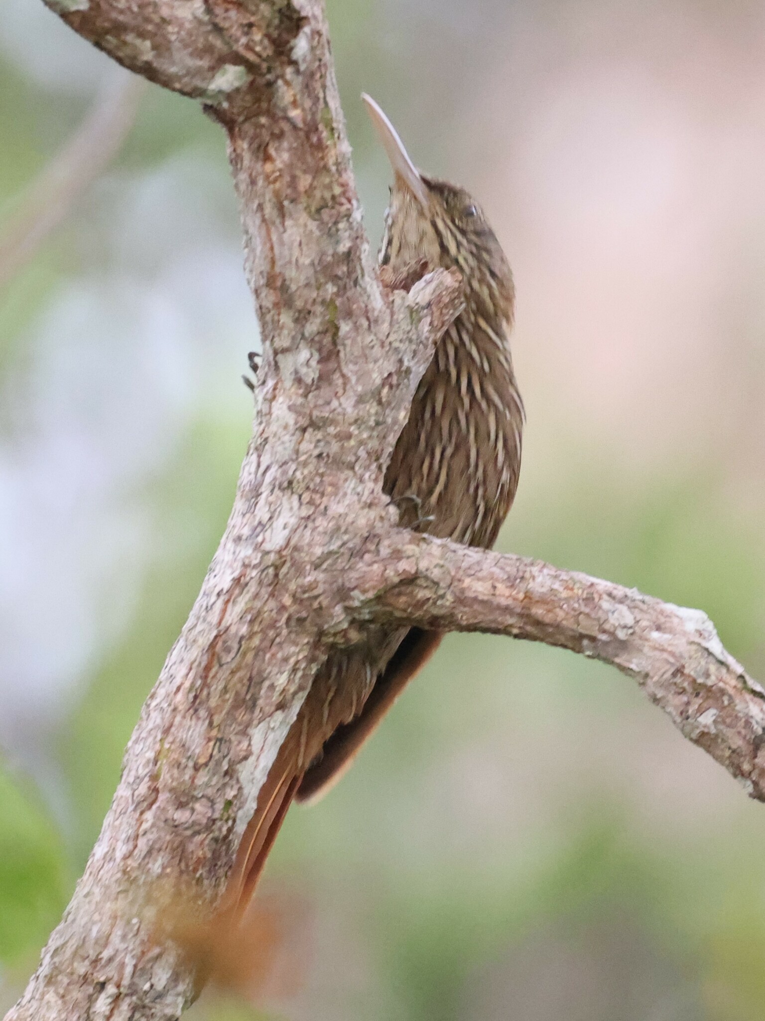 Duida Woodcreeper (Lepidocolaptes duidae), photo 4