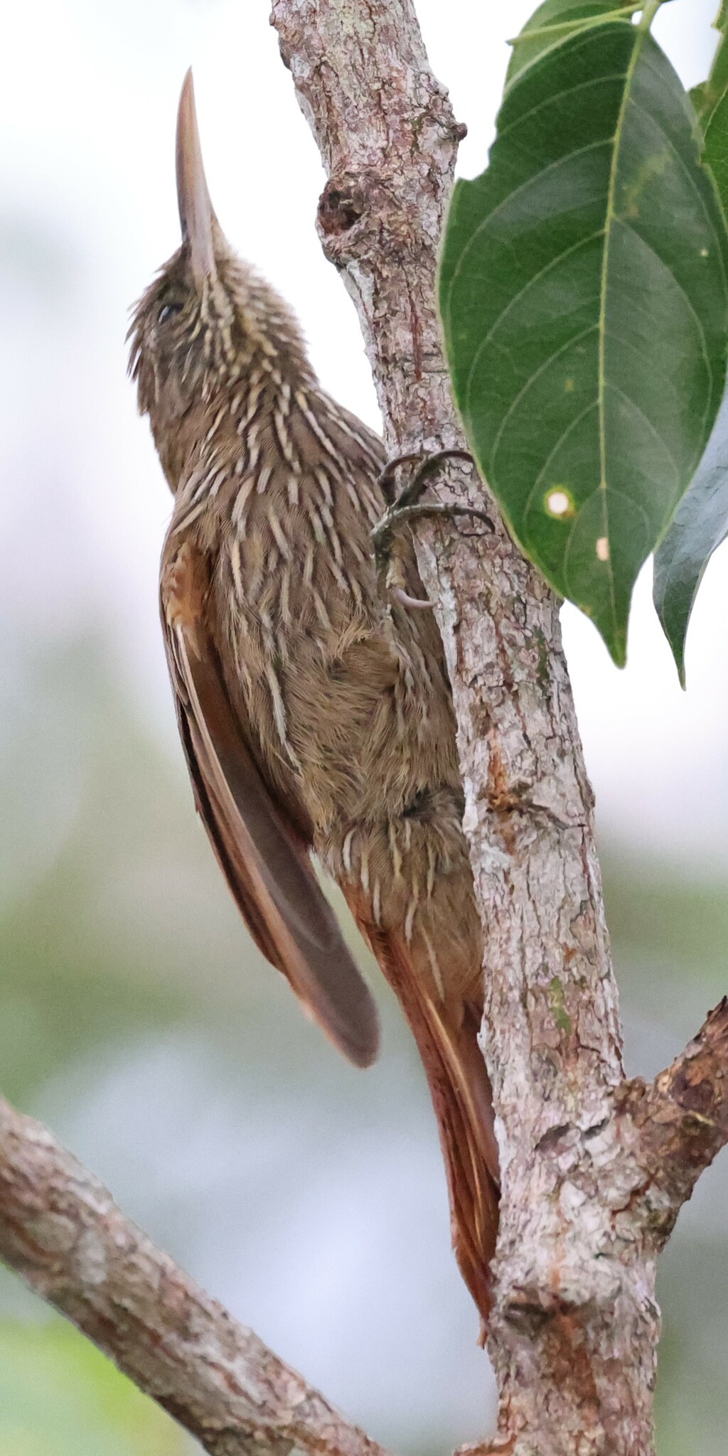 Duida Woodcreeper (Lepidocolaptes duidae), photo 5
