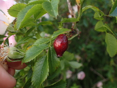 Rosa canina