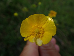 Ranunculus acris