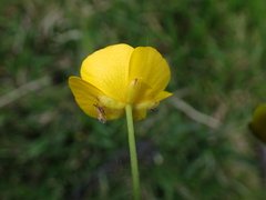 Ranunculus acris