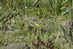 Motacilla flava thunbergi