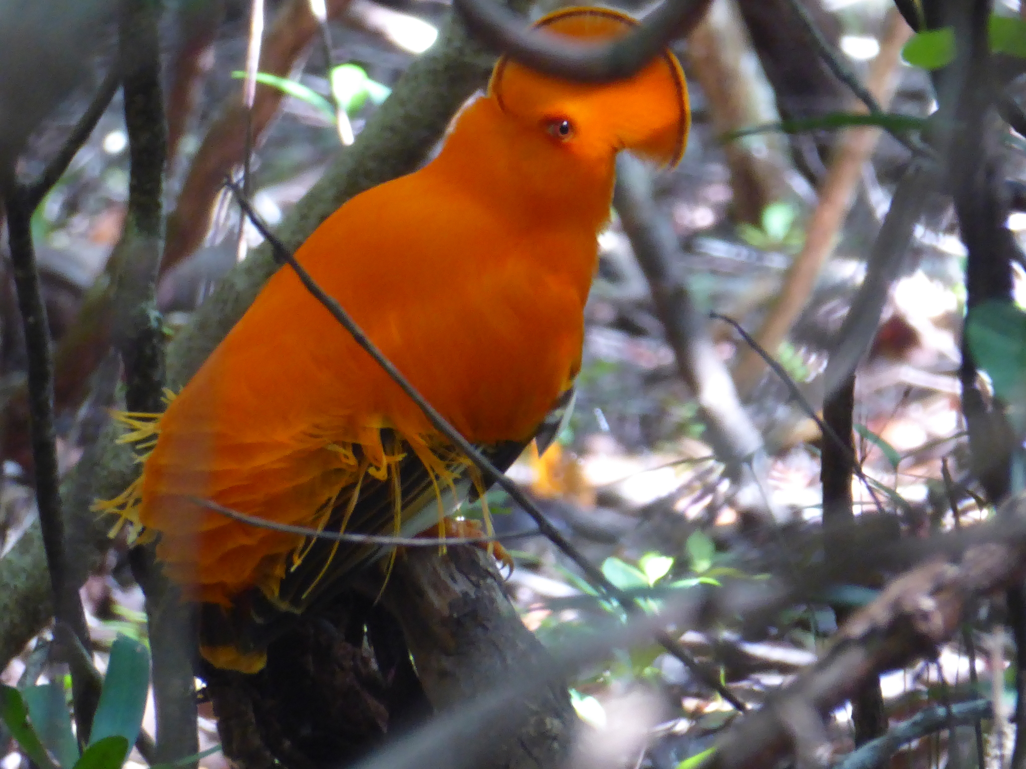 Guianan Cock-of-the-rock illustration