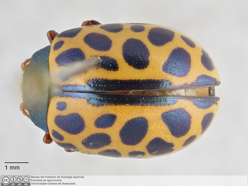 Calligrapha polyspila